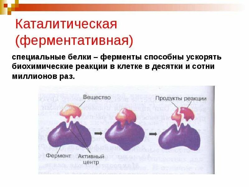 Что делают белки ферменты. Ферменты ускоряющие биохимические реакции. Белки ферменты. Ферментативные реакции. В процессе биохимических реакций ферменты.