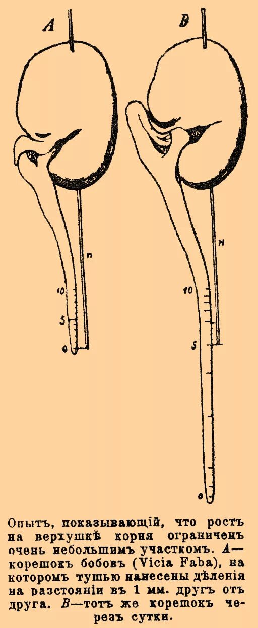Верхушечный рост корня. Рост корня в длину. Опыт рост корня в длину. Опыт доказывающий рост корня верхушкой.