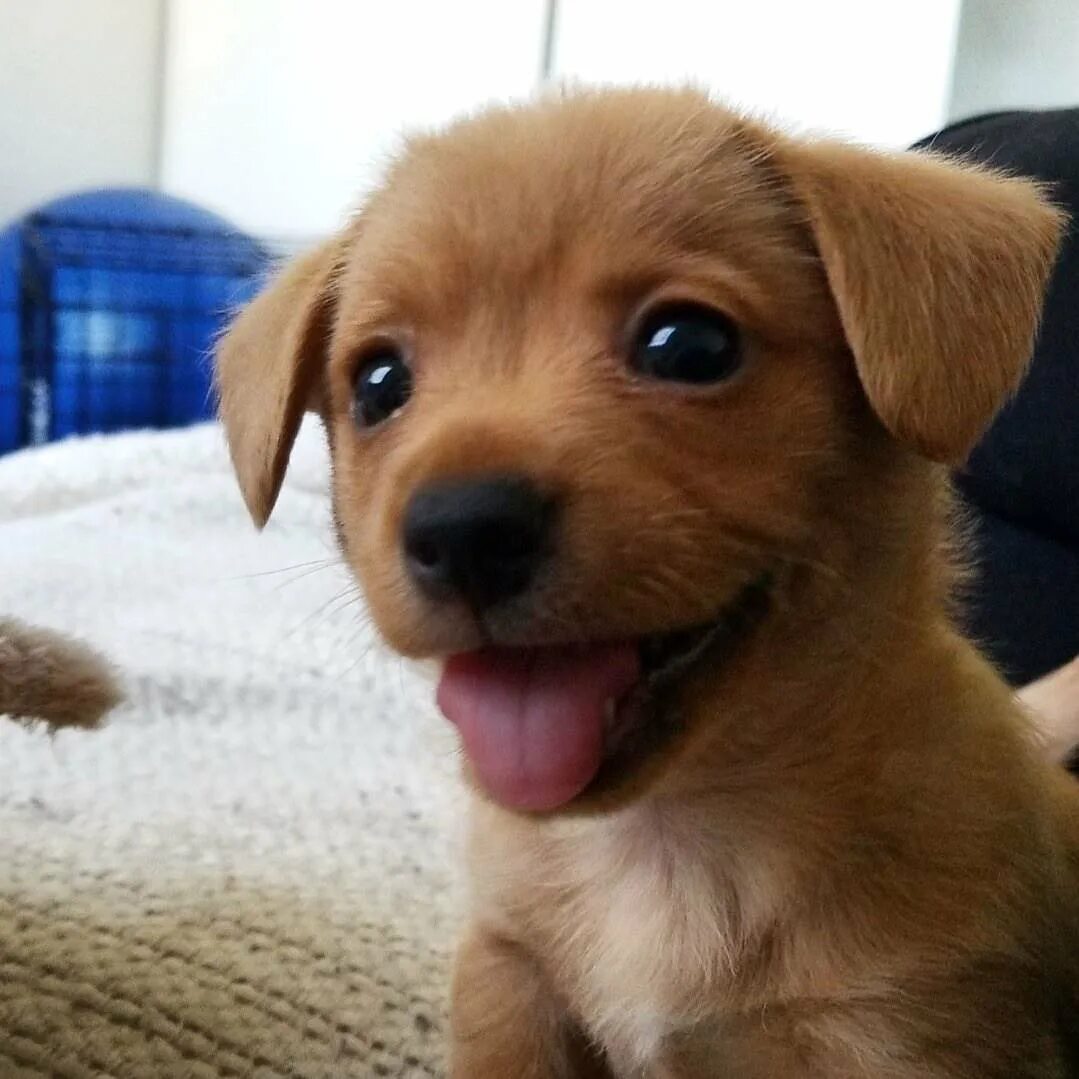 Милые собачки. Щенок очень. Красивые щенки. Щенок очень. Красивые щенки.