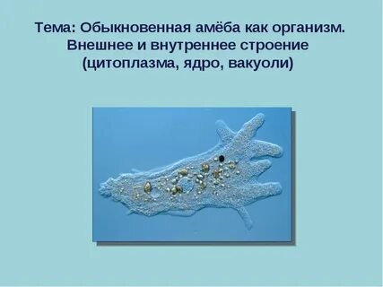 Амеба дышит всем телом