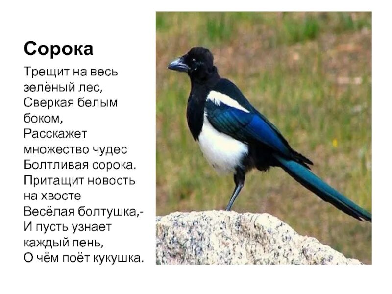 Трещит как сорока. Сорока трещит. сорока самая болтливая птица на свете. боков сорока. сорока с зеленоватым хвостом по описанию.
