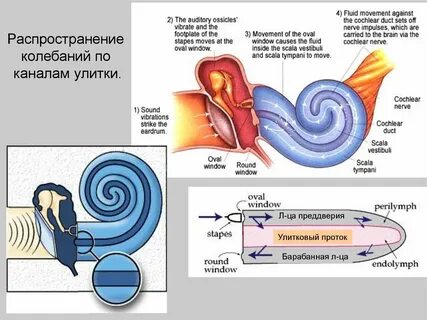 Улитка канал передач