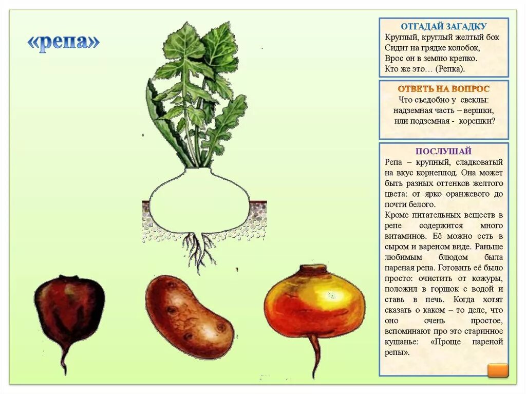 Про репку и другие корнеплоды 1 класс. Дидактическая игра вершки и корешки. Вершки и корешки игра для детей. Игра вершки-корешки овощи. Игровая задача игры вершки корешки.