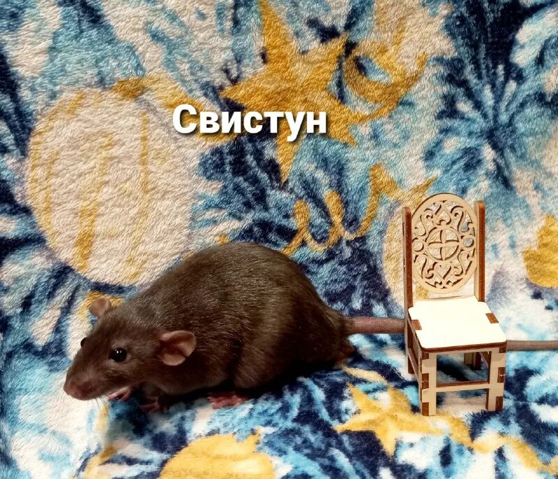 Спас крысу. Огромная канализационная крыса. Огромный грызун похож на крысу. Крыса германия. Спас крысу.