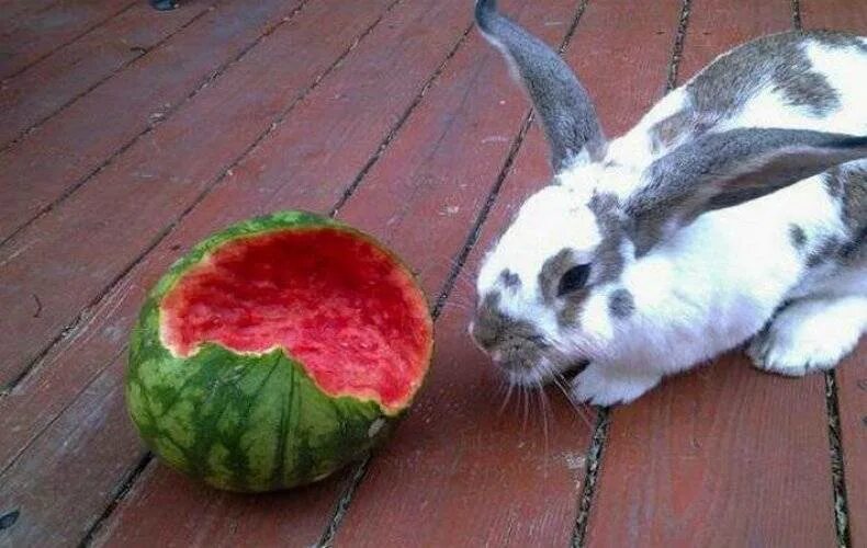 Можно кролику яблоко. Кролик с арбузом. Кролик ест Арбуз. Кролик есть ар. Кролик кушает Арбуз.