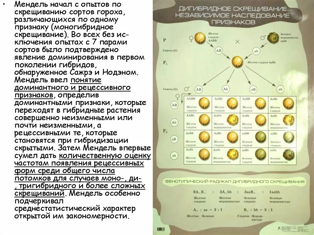 Горох Мендель генетика. Опыт Менделя с горохом. Эксперимент Менделя с горохом. Опыты Менделя по моногибридному скрещиванию.