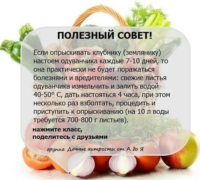 Советы для огородников и садоводов. Полезные советы. Полезные советы для огородников. Сад и огород полезные советы. Адская смесь против болезней