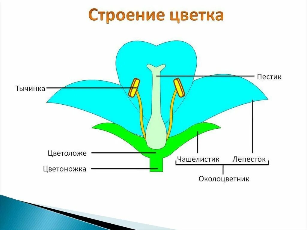 Строение цветка самостоятельная. Структура цветка биология 6 класс. Части цветка схема биология 6 класс. Части цветка биология схема. Строение цветка 6 класс биология рисунок.