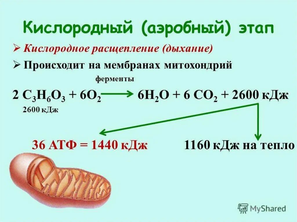 Расщепление атф какой фазе. Формула кислородного этапа энергетического обмена. Аэробный этап энергетического обмена. Этапы кислородного расщепления Глюкозы. Этапы энергетического обмена у аэробов.