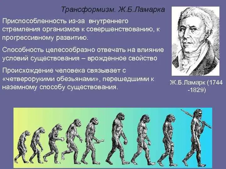 Как ламарк объяснял многообразие видов и приспособленность. Трансформизм теория эволюции. Происхождение человека по Ламарку. Ламарк происхождение человека. Теории происхождения человека.