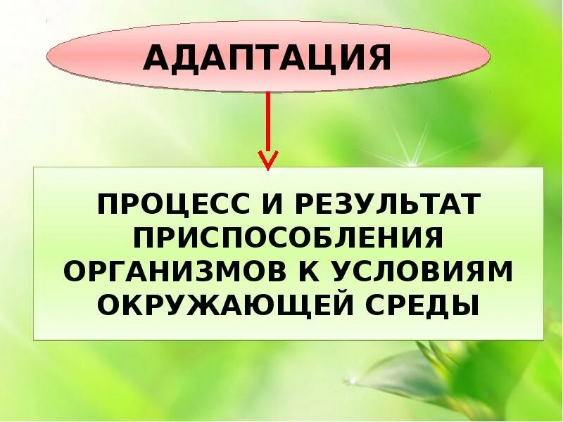 Особенности адаптации организмов. Поведенческая адаптация организмов. Адаптация организмов к условиям окружающей среды. Адаптации организмов к условиям среды. Поведенческие приспособления к условиям среды.