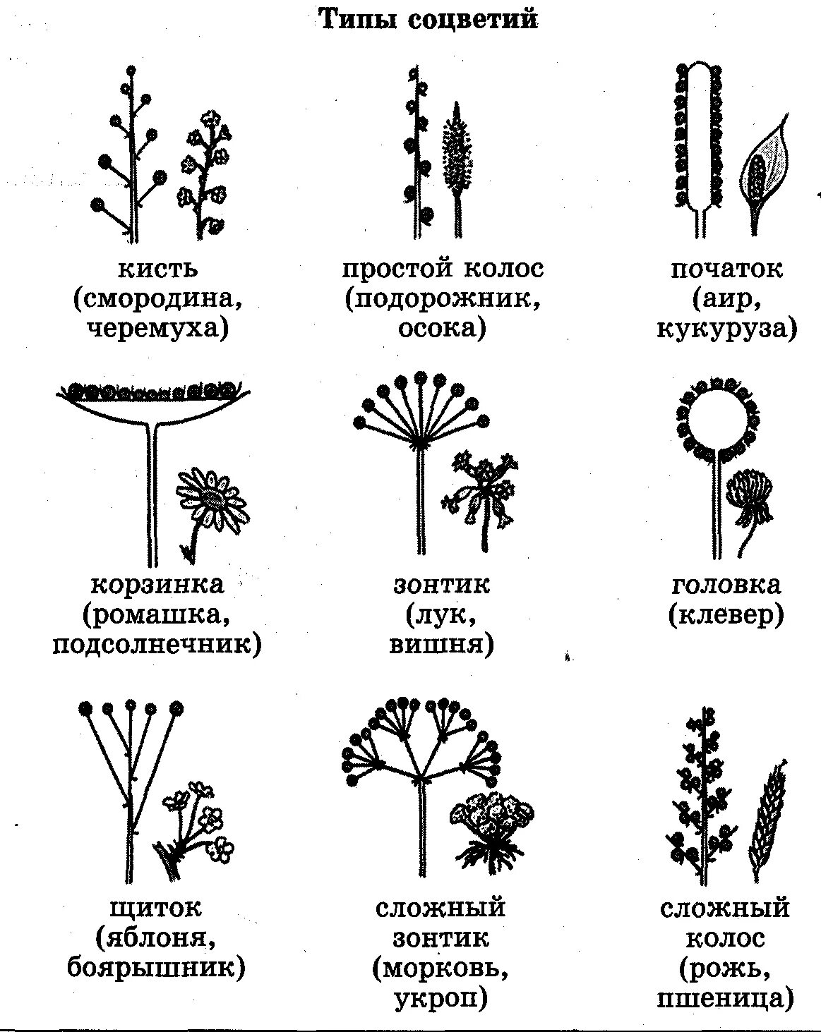 Схема классификации соцветий цветковых растений. Схемы типов соцветий покрытосеменных растений. Соцветие кистевидная корзинка. Схема сложного соцветия. Виды соцветий и плодов