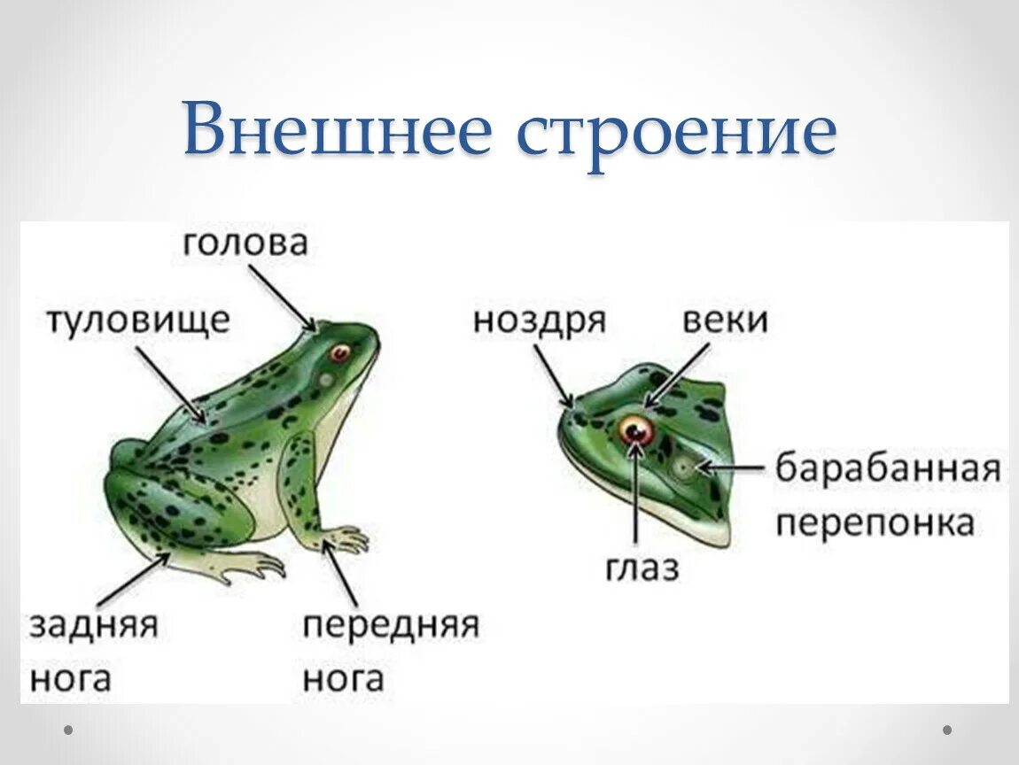 Внешнее строение Озерной лягушки. Лягушка строение наружнее. Озерная лягушка строение. Внешнее строение бесхвостых земноводных.