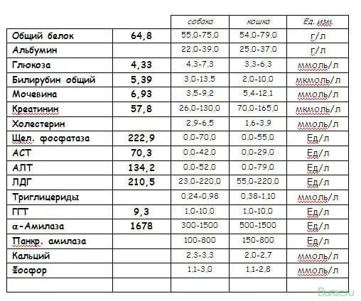 Алт аст глюкоза. Показатели биохимии крови в норме у собак. Биохимический анализ крови у собак норма. Нормальные показатели биохимии крови у собак. Норма биохимического анализа крови у собак таблица.