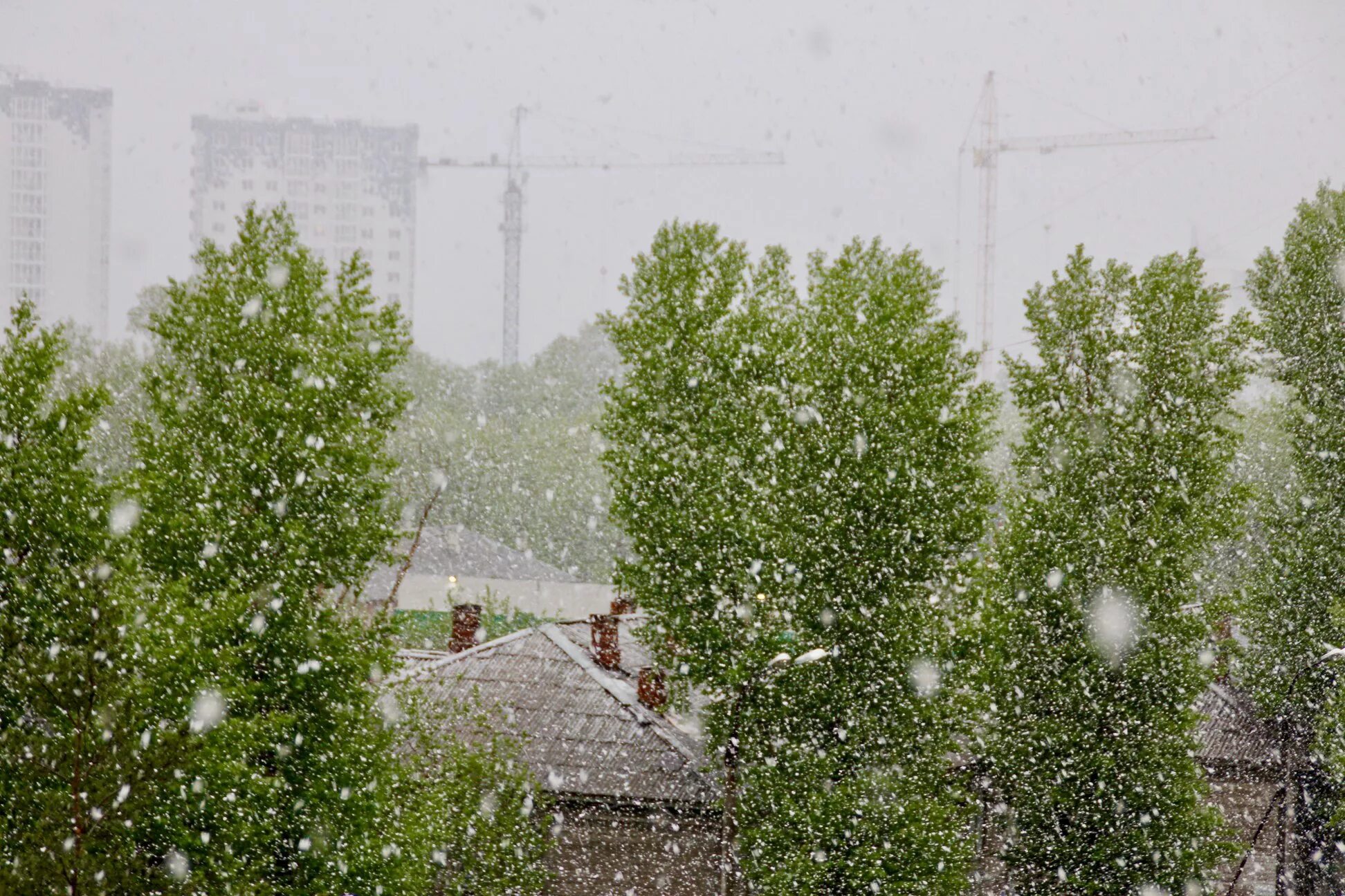 Летний снег. Снег летом. Снегопад летом. Снег в мае. Снег летом в Иркутске.