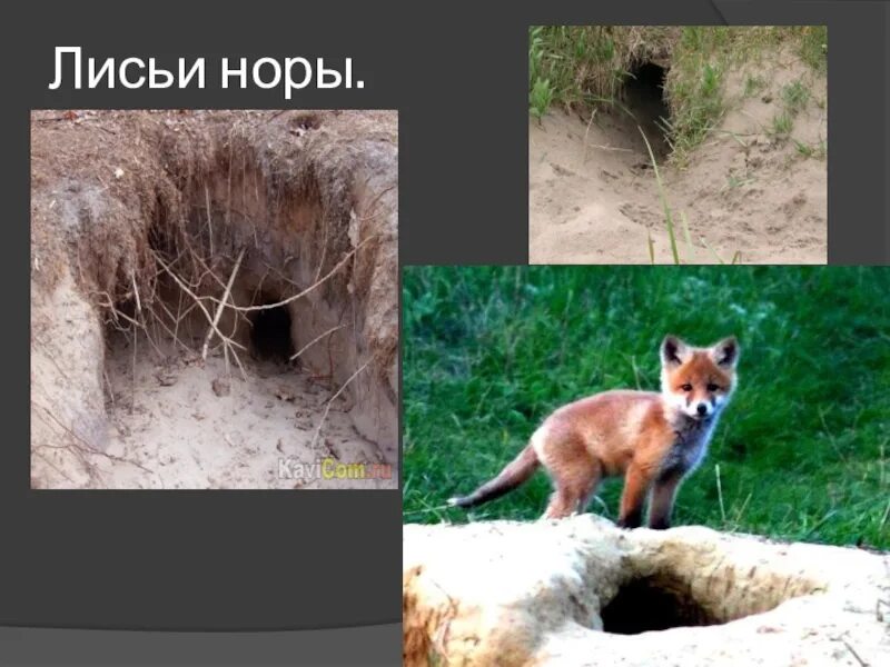 Чьи лапы. Строение лисьей норы. Лисья нора предложение. Мышевидные грызуны тип повреждения. Упражнение лисий хвост с намерениями.