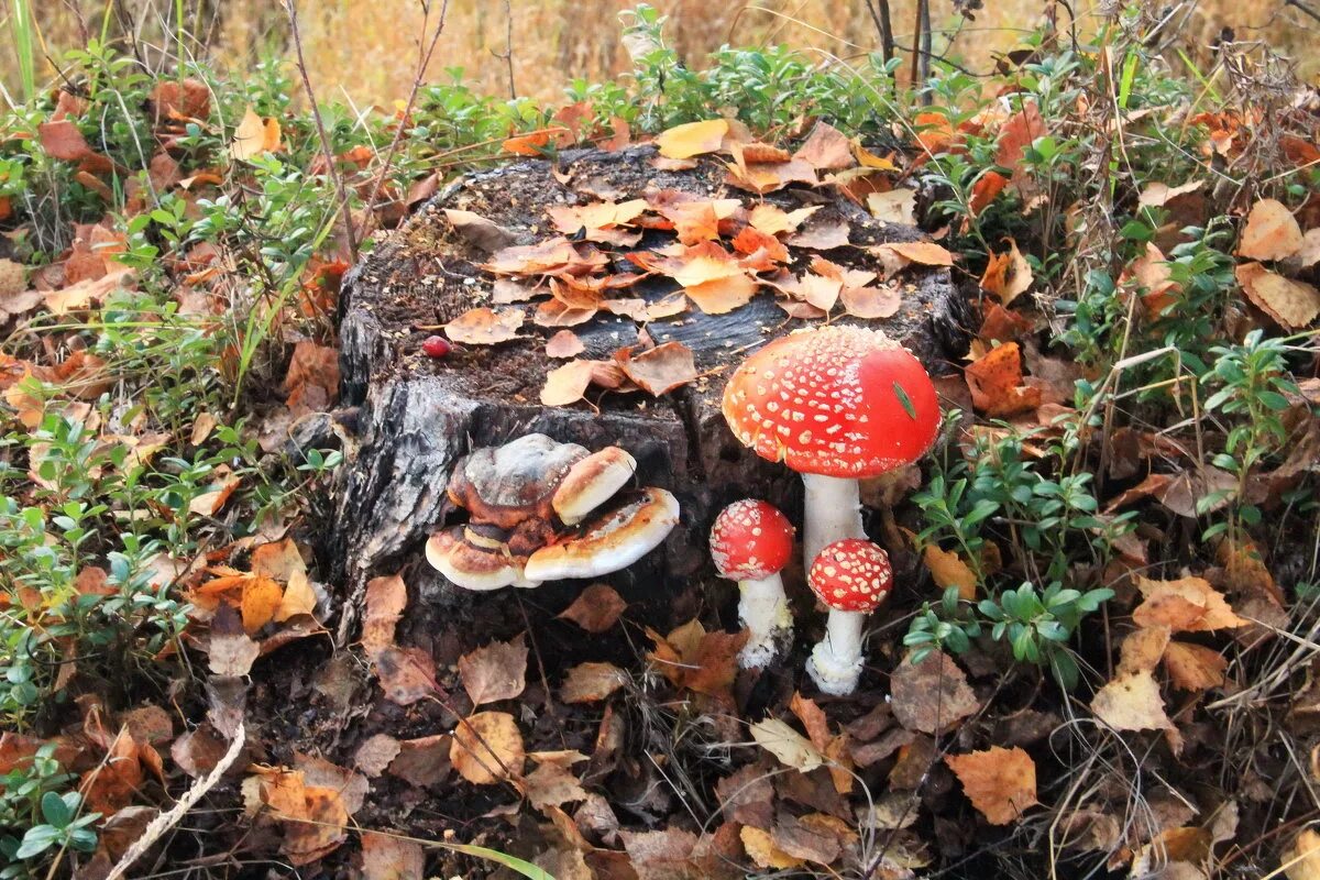 съедобные грибы в соснах. осенние грибы подмосковья съедобные. гриб печора. грибница опенка темного armillaria ostoyae. какие грибы осенью в лесу.