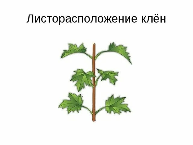 Листья расположены вертикально. Листья клена листорасположение. Клен супротивное листорасположение. Тип листорасположения листа клена. Листорасположение листьев клена.