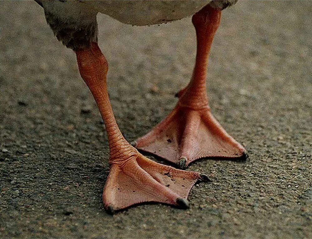 Утиные ноги