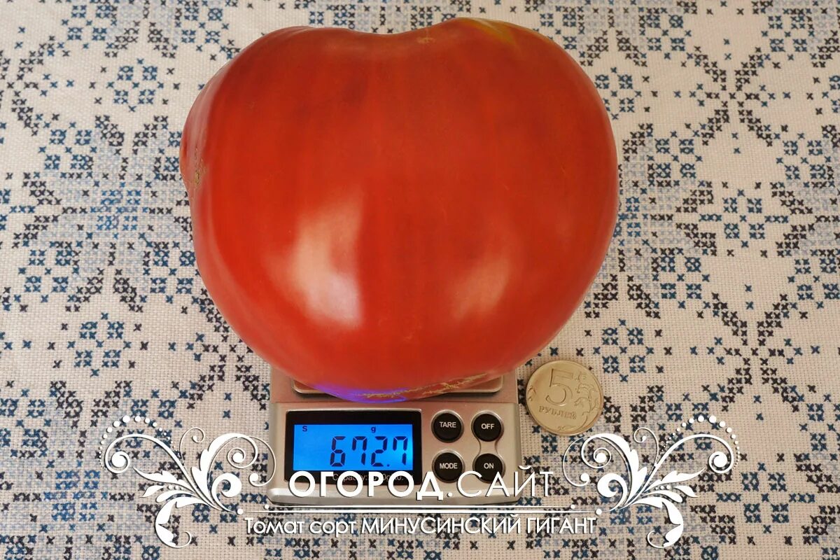 Томат минусинский гигант красный. Томат минусинский бочковой. Минусинский гигант от кяшкиной томат. Томат яблочный минусинский малиновый. Малиновый гигант фото.