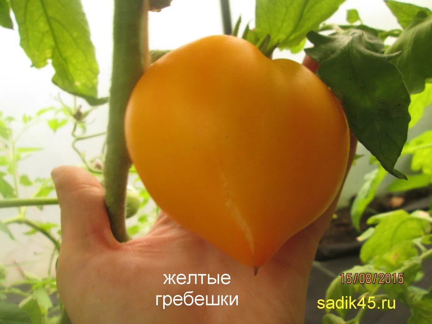 Сорт томатов гребешки. Томат золотой гребешок. томат желтые гребешки. томаты сорт желтые гребешки. желтоплодные сорта томатов.