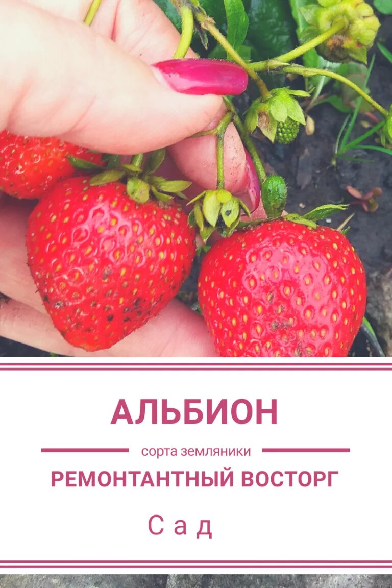 Рассада ремонтантной клубники Альбион 10кассет Дом клубники 70312855 купить в ин