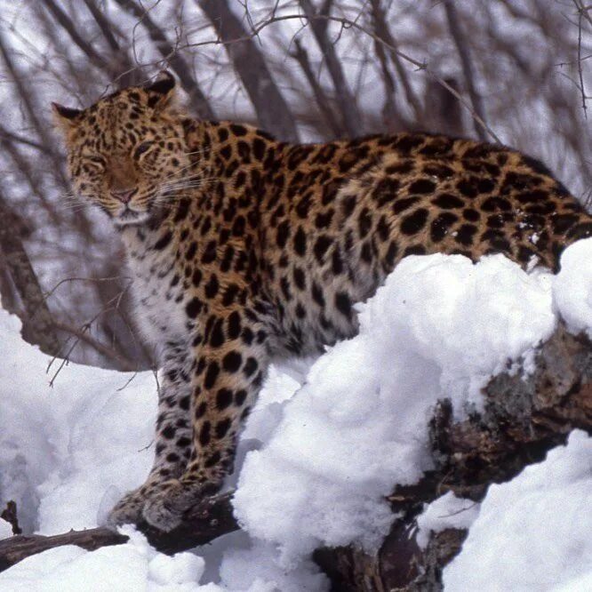 Уссурийский заповедник дальневосточный леопард. Дальневосточный (амурский) леопард (panthera pardus orientalis). «земля леопарда» и «кедровая падь». Дальневосточный леопард (амурский барс). Дальневосточный леопард.