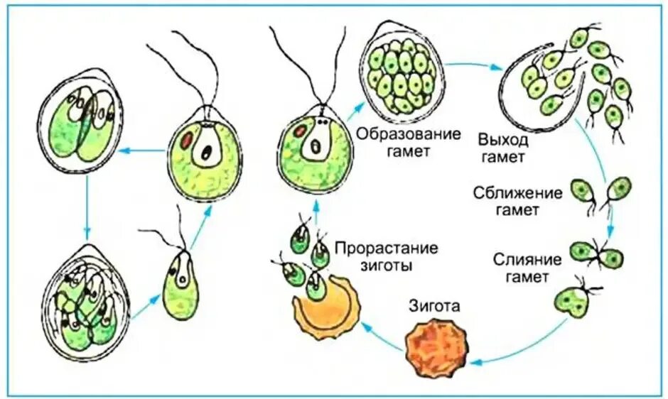Схема размножения одноклеточных водорослей. Бесполое размножение хламидомонады. Рисунок бесполое размножение хламидомонады. Размножение хламидомонады рис.