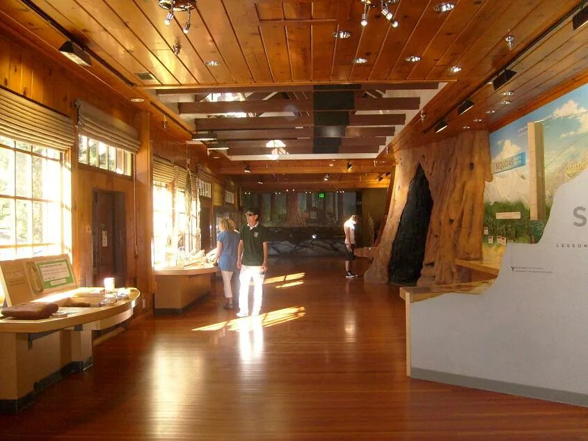 Forest museum. Forest museum