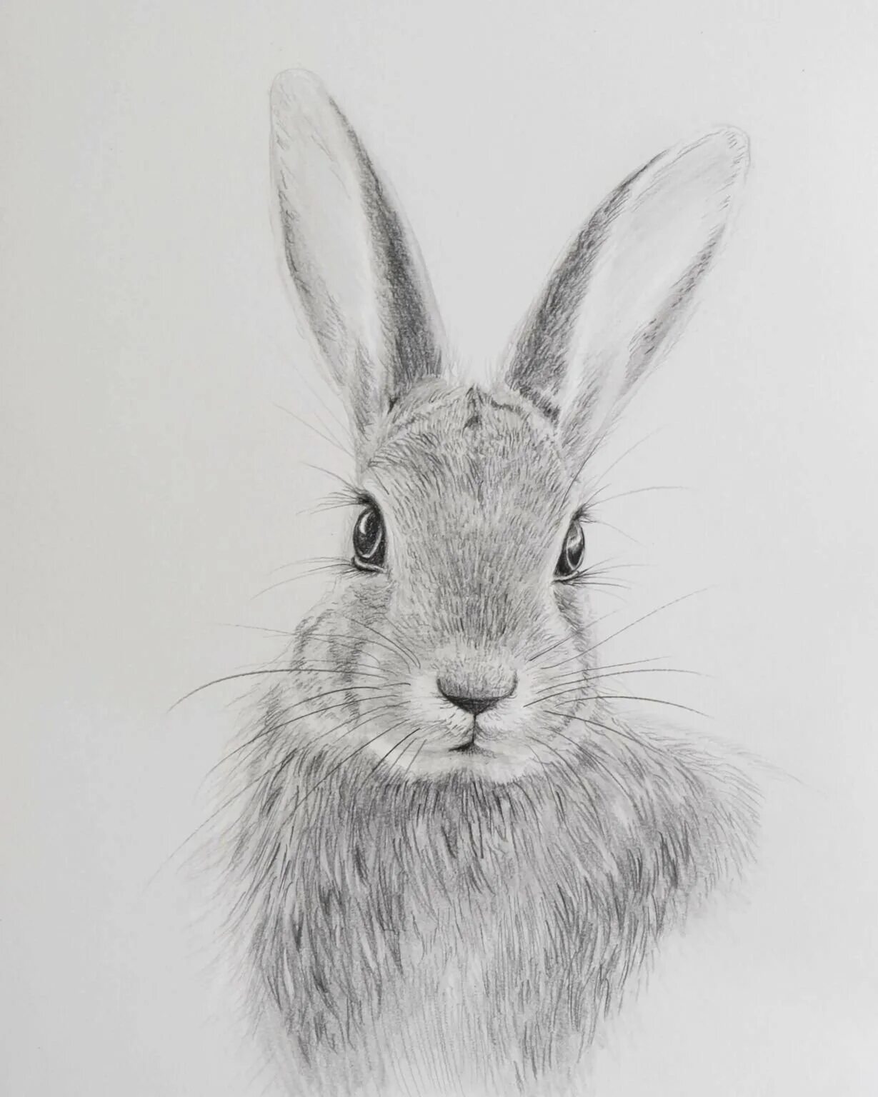 Нарисовать кролика карандашом. Кролик рисунок. Заяц карандашом. Кролик набросок. Кролик рисунок карандашом.