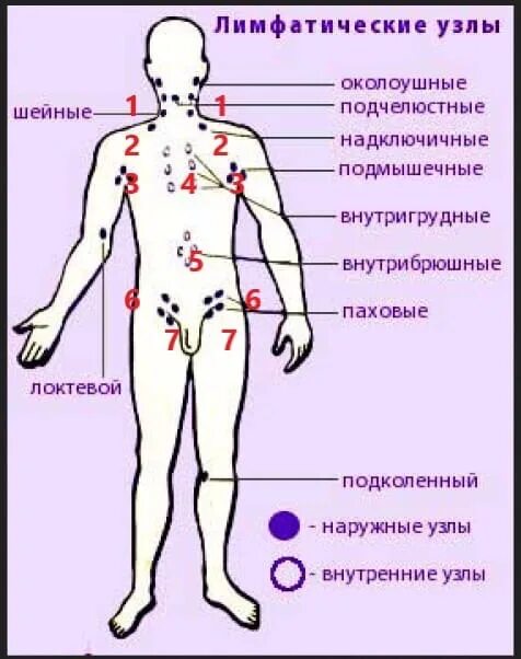 Где находятся лимфоузлы у человека на теле фото. Лимфатические узлы где находятся у женщин. Расположение лимфы в теле человека. Схема лимфоузлов на теле мужчины. Где у женщины расположены лимфоузлы