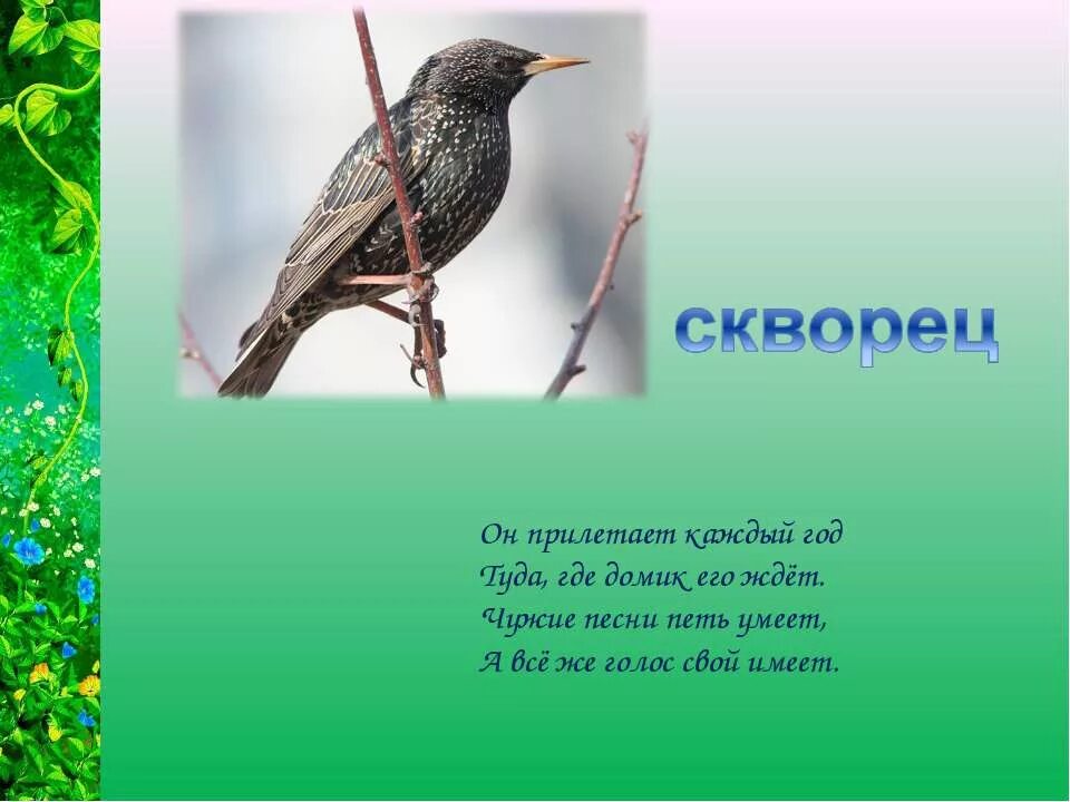 Презентация скворец 2 класс. Скворец перелетная птица. Пословицы и поговорки про скворца. Скворец перелетная птица описание. Скворцы прилетели.