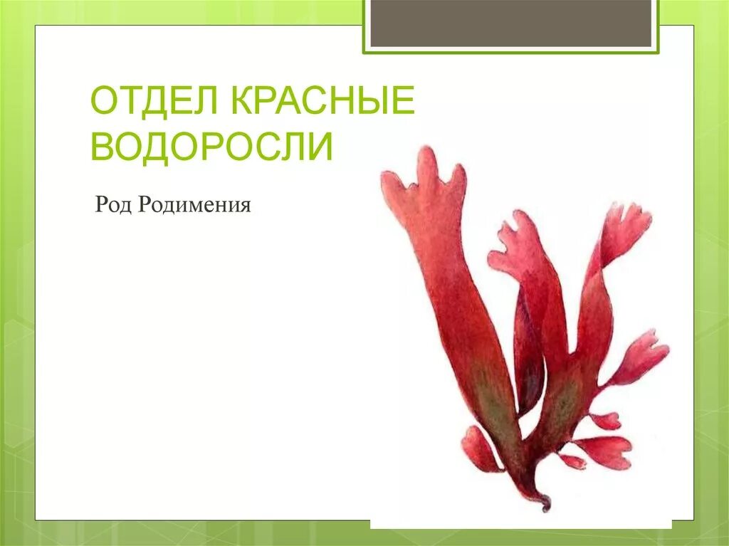 Водоросли для родов. Красные водоросли родимения. Родимения водоросль доклад. Отдел красные водоросли Rhodophyta. Родимения строение.