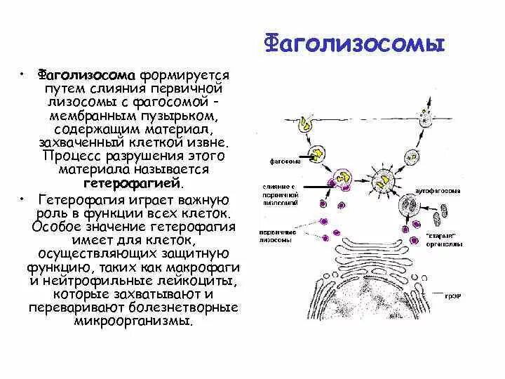 Слияние лизосомы с фагоцитозным пузырьком. Фагосома и фаголизосома. Образование фаголизосомы. Гетерофагия лизосом. Функция фаголизосомы.