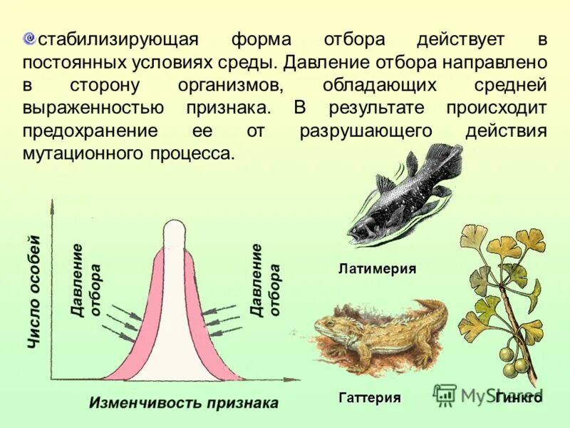 Стабилизирующий отбор в каких условиях. Стабилизирующая форма естественного отбора. Формы естественного отбора стабилизирующий отбор. Стабилизирующая форма естественного отбора примеры. Стабилизирующий отбор это в биологии.