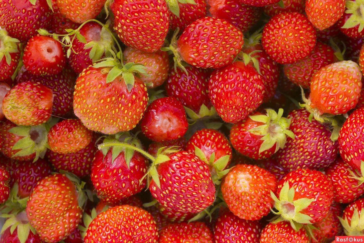 Земляника мускусная шпанка. Клубника лесландия балконная. Клубника ампельная тоскана. Коэн жилэге. Клубника ампельная ремонтантная.