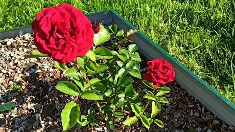 Rose обзор