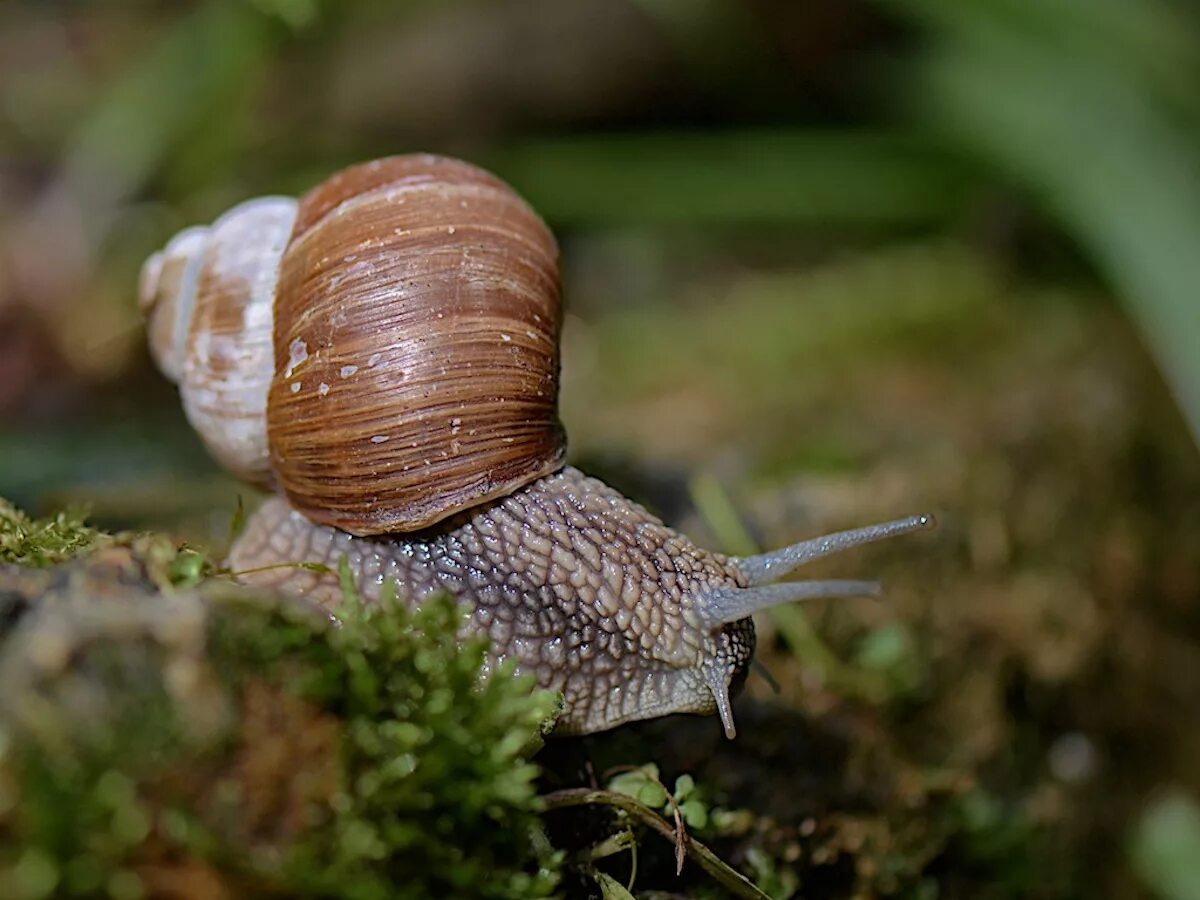 Обитания брюхоногие. Брюхоногие моллюски Виноградная улитка. Helix pomatia Виноградная улитка. Садовая улитка брюхоногие моллюски. Садовая, улитка (Helix pomatia)..