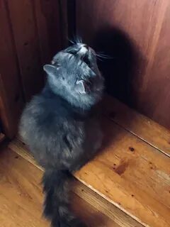 Кот филя дзен