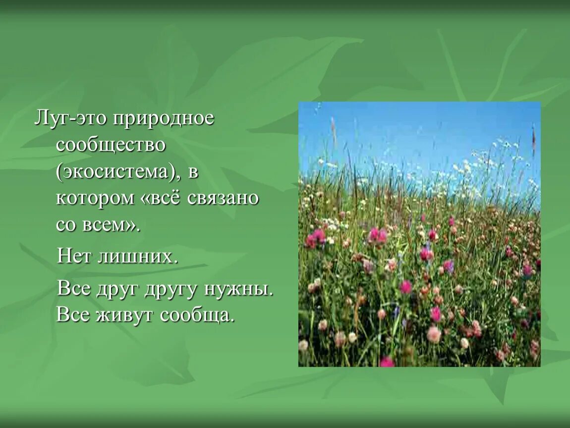 Природные условия луга. Природное сообщество луг. Презентация на тему луг. Экосистема Луга. Природное сообщество Лу.