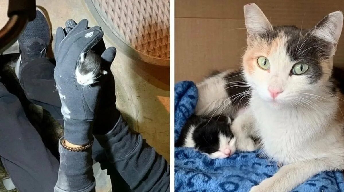 Мяуканье котят kittens meowing kittens meowing звук. Мяуканье кошки в брачный период. мяуканье котят kittens meowing. котенок описался. звуки слепых котят.