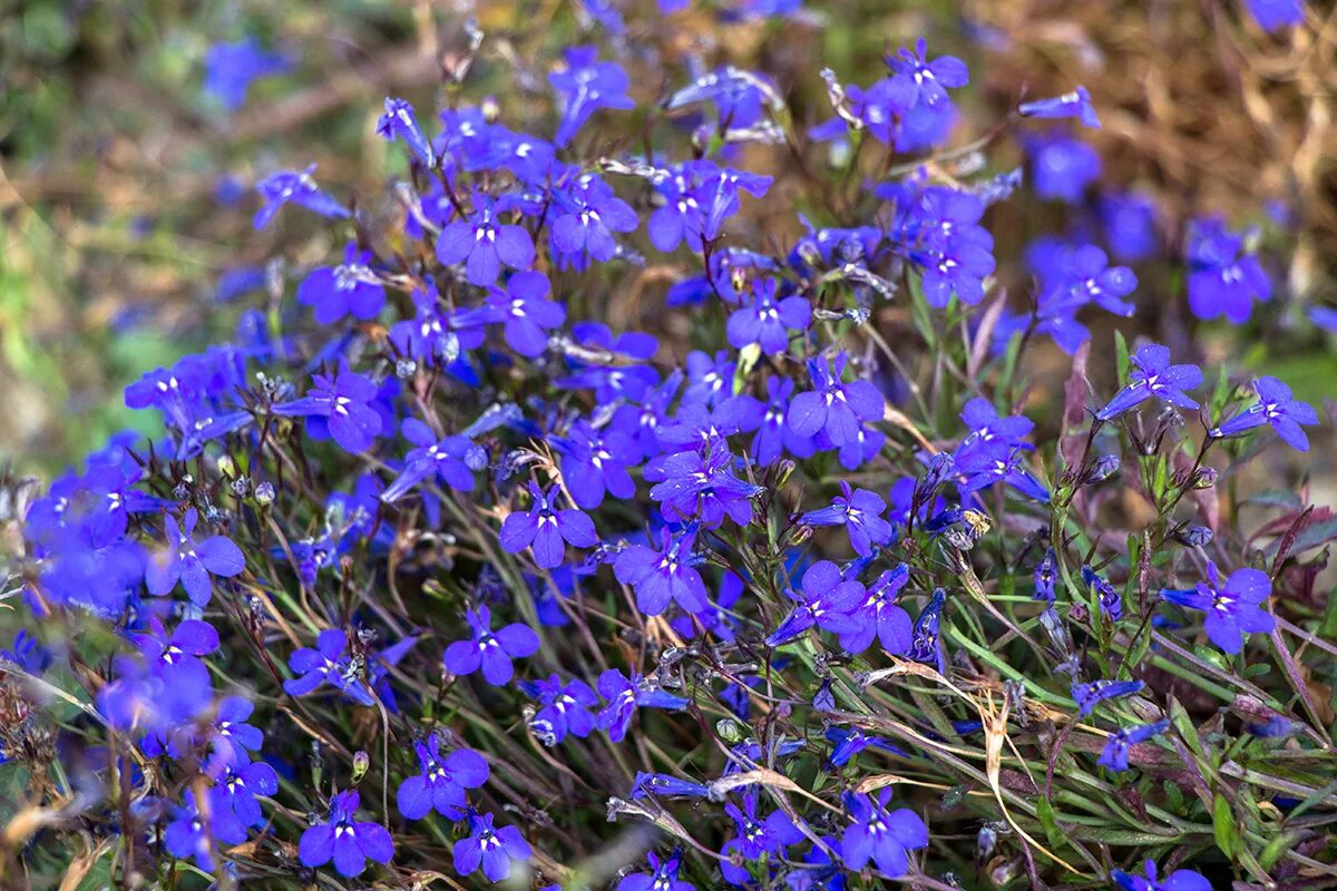 Лобелия бисер голубой. Лобелия эринус. Lobelia erinus – лобелия эринус. Лобелия ежевидная. Лобелия голубая.