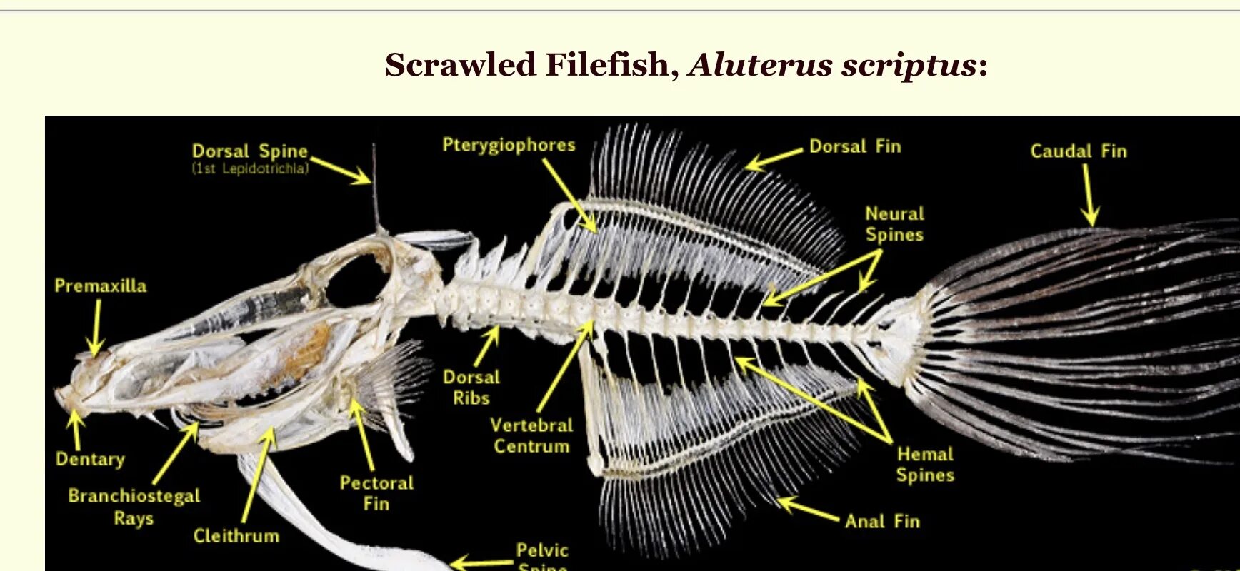 Тычинка пестик пыльник завязь. Семейство мотыльковые строение цветка. Строение цветка бобовых растений. Строение головогруди ракообразных. Строение пестика цветковых растений.