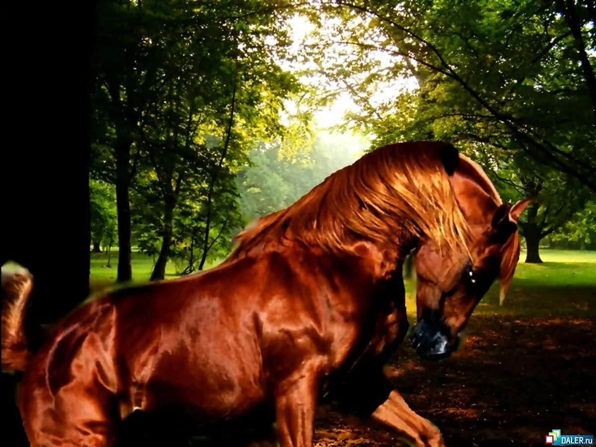 На рыжем коне. Коричневая лошадь. Лошадь с коричневой гривой. Красивая коричневая лошадь. Лошади на заставку.