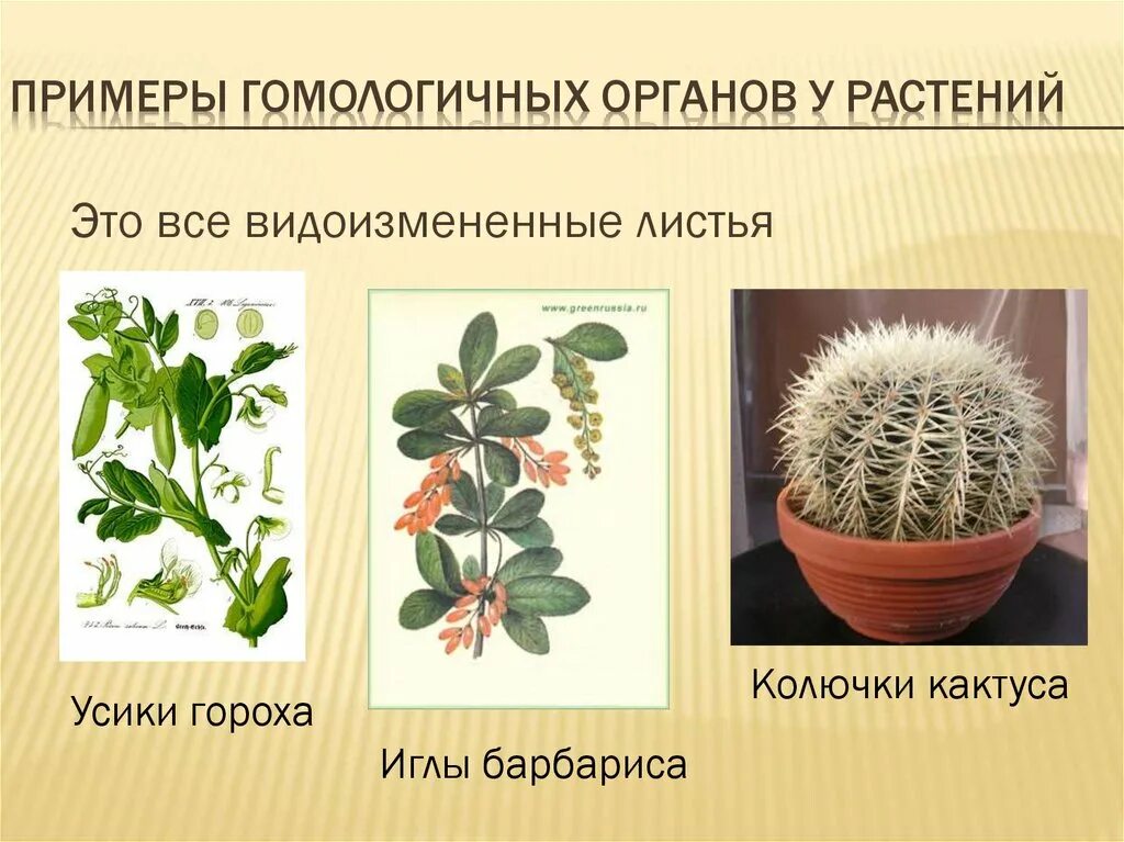 Наличие различных органов у растений и животных