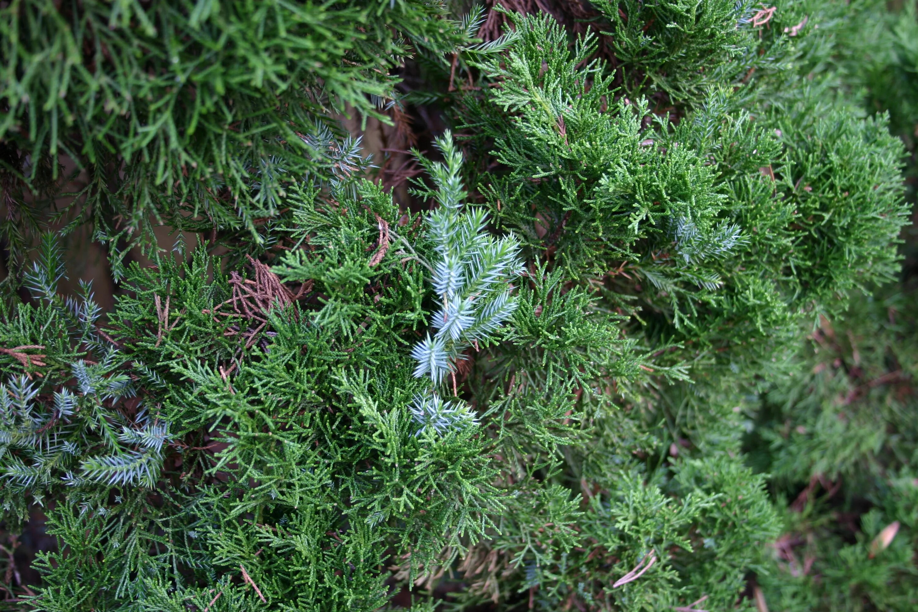 Juniperus chinensis