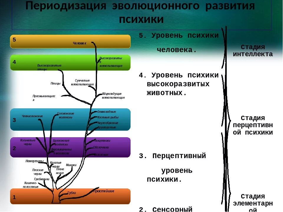 Последовательность возникновения живых организмов. Схема развития психики у человека. Фазы формирования психики. Этапы эволюционного развития. Стадии формирования психики.