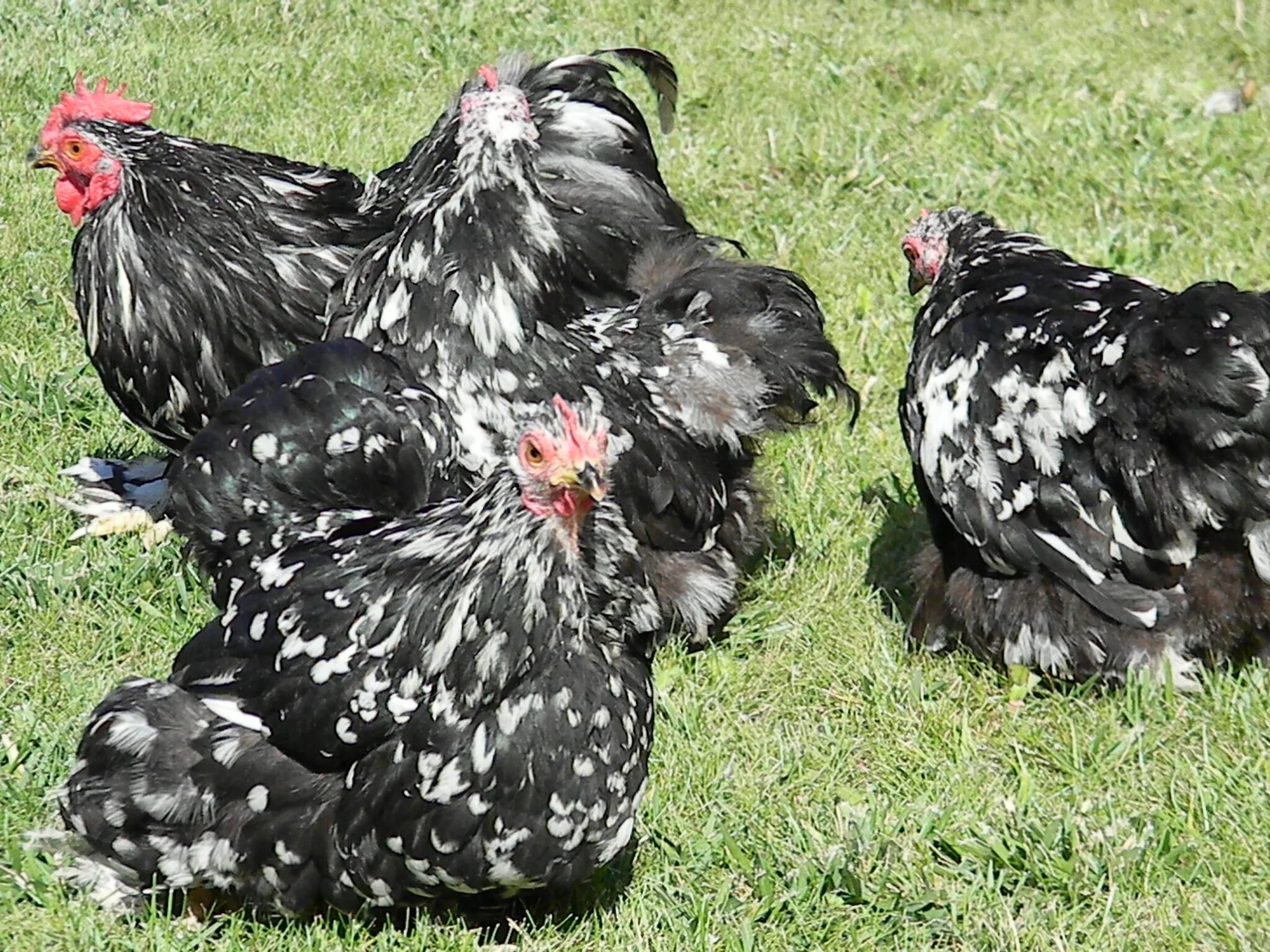 Порода кохинхин фото. Брама кохинхин. Кохинхины куры. Кохинхин черный. Брама кохинхин.