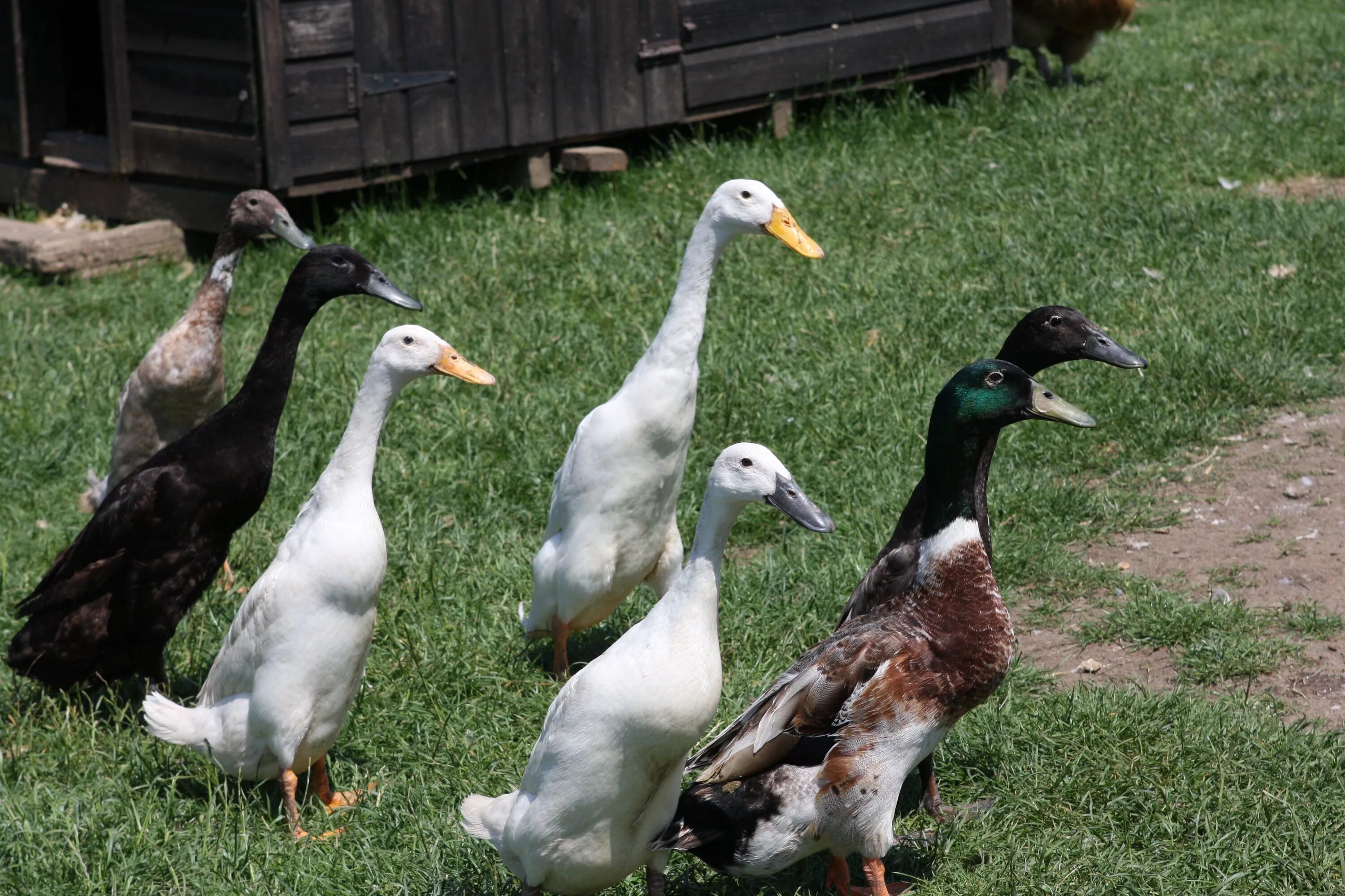 Good duck. Утка Мулард. Утки породы кряква. Яйценоские породы уток. Утки порода Анкона.