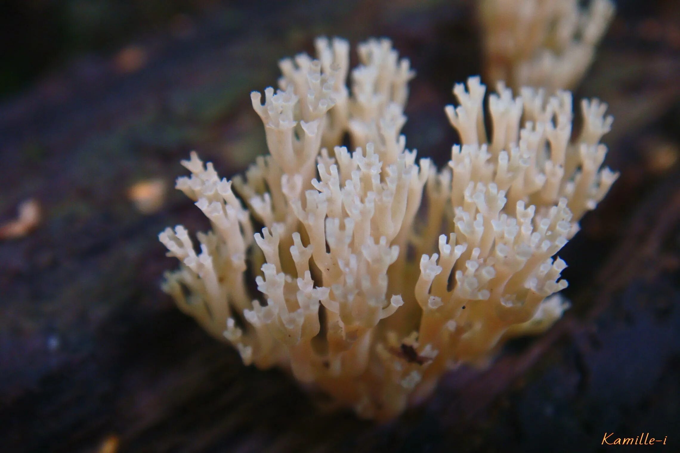 Где найти морской гриб в геншине